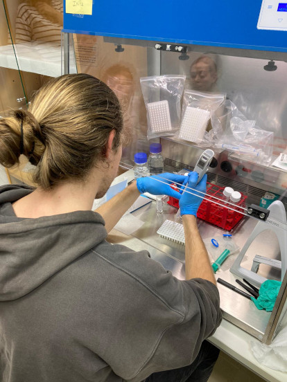 Alumno del proyecto pipeteando la solución de polen en las placas PCR para estudiar su capacidad de activación en el espectrómetro de núcleos de hielo GRAINS.